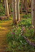 OLD PARK BARN, BUCKINGHAMSHIRE: SPRING, MARCH, PATHS, FRITILLARIA MELEAGRIS, TREES, HEDGES, HEDGING