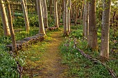 OLD PARK BARN, BUCKINGHAMSHIRE: SPRING, MARCH, PATHS, FRITILLARIA MELEAGRIS, ANEMONE NEMEROSA, TREES, HEDGES, HEDGING