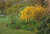 JOHN MASSEY GARDEN, ASHWOOD NURSERIES, WORCESTERSHIRE: MARCH, BLOOMS, FLOWERS OF SHRUBS, RIBES WHITE ICICLE, YELLOW FLOWERS OF FORSYTHIA