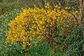 JOHN MASSEY GARDEN, ASHWOOD NURSERIES, WORCESTERSHIRE: MARCH, BLOOMS, FLOWERS OF SHRUBS, YELLOW FLOWERS OF FORSYTHIA