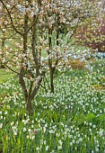 JOHN MASSEY GARDEN, ASHWOOD NURSERIES, WORCESTERSHIRE: MARCH, SNAKES HEAD FRITILLARY, FRITILLARIA MELEAGRIS VAR UNICOLOR SUBVAR. ALBA, AMELANCHIER TRADITION