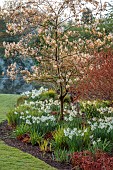 JOHN MASSEY GARDEN, ASHWOOD NURSERIES, WORCESTERSHIRE: MARCH, LAWN, BORDER, AMELANCHIER BALLERINA, NARCISSUS THALIA, DAFFODILS, SPRING