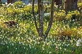 JOHN MASSEY GARDEN, ASHWOOD NURSERIES, WORCESTERSHIRE: MARCH, SNAKES HEAD FRITILLARY, FRITILLARIA MELEAGRIS VAR UNICOLOR SUBVAR. ALBA, BARK OF AMELANCHIER CUMULUS