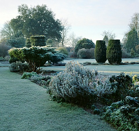 FROSTY_MORNING_AT_BARNSLEY_HOUSE__GLOUCS_CYLINDRICAL_YEWS_STAND_BEHIND_A_FROST_COVERED_JUNIPERUS_X_M
