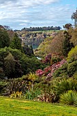TREBAH GARDEN, CORNWALL, APRIL, VIEW DOWN THE VALLEY TO THE HELFORD RIVER WITH RHODODENDRONS, SPRING, WOODLAND GARDEN