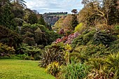 TREBAH GARDEN, CORNWALL, APRIL, VIEW DOWN THE VALLEY TO THE HELFORD RIVER WITH RHODODENDRONS, SPRING, WOODLAND GARDEN