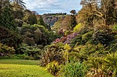 TREBAH GARDEN, CORNWALL, APRIL, VIEW DOWN THE VALLEY TO THE HELFORD RIVER WITH RHODODENDRONS, SPRING, WOODLAND GARDEN