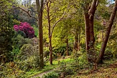 TREBAH GARDEN, CORNWALL, APRIL, VIEW DOWN INTO VALLEY BELOW WITH RHODODENDRONS, BAMBOOS