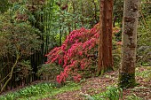 TREBAH GARDEN, CORNWALL, APRIL, RED RHODODENDRON AND BAMBOO- PHYLLOSTACHYS EDULIS, TIMBER BAMBOO