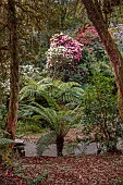 TREBAH GARDEN, CORNWALL, APRIL, TREE FERNS AND RHODODENDRONS IN THE WOODLAND, SPRING