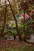 TREBAH GARDEN, CORNWALL, APRIL, TREE FERNS AND RHODODENDRONS IN THE WOODLAND, SPRING