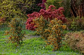 TREBAH GARDEN, CORNWALL, APRIL, MAPLE, BERBERIS VALDIVIANA, SHRUBS, BLUEBELLS