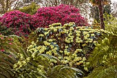 TREBAH GARDEN, CORNWALL, APRIL, YELLOW FLOWERS OF RHODODENDRON MACABEANUM, TREES, SHRUBS, SPRING