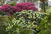TREBAH GARDEN, CORNWALL, APRIL, YELLOW FLOWERS OF RHODODENDRON MACABEANUM, TREES, SHRUBS, SPRING