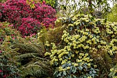 TREBAH GARDEN, CORNWALL, APRIL, YELLOW FLOWERS OF RHODODENDRON MACABEANUM, TREES, SHRUBS, SPRING
