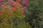 TREBAH GARDEN, CORNWALL, APRIL, CHILEAN COOMB, CHILEAN FIREBUSH, EMBOTHRIUM COCCINEA, RHODODENDRONS