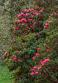 TREBAH GARDEN, CORNWALL, APRIL, RED, PINK FLOWERS OF RHODODENDRON, SPRING