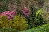 TREBAH GARDEN, CORNWALL, APRIL, VIEW ACROSS VALLEY, RHODODENDRONS, AZARA SERRATA, JAPANESE YEW, TREES