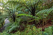 TREBAH GARDEN, CORNWALL, APRIL, BLACK TREE FERNS, CYATHEA MEDULLARIS, SHADE, SHADY