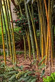 TREBAH GARDEN, CORNWALL, APRIL, STEMS, BARK OF BAMBOO, PHYLLOSTACHYS EDULIS, TIMBER BAMBOO