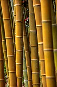 TREBAH GARDEN, CORNWALL, APRIL, STEMS, BARK OF BAMBOO, PHYLLOSTACHYS EDULIS, TIMBER BAMBOO