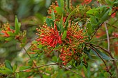 TREBAH GARDEN, CORNWALL, APRIL, RED, ORANGE FLOWERS OF EMBOTHRIUM COCCINEA, CHILEAN FIREBUSH, TREES, SHRUBS
