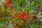 TREBAH GARDEN, CORNWALL, APRIL, RED, ORANGE FLOWERS OF EMBOTHRIUM COCCINEA, CHILEAN FIREBUSH, TREES, SHRUBS