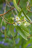 TREBAH GARDEN, CORNWALL, APRIL, WHITE, CREAM, YELLOW FLOWERS, BLOOMS OF DRIMYS WINTERI, EVERGREEN, SHRUBS
