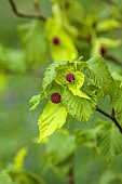 TREBAH GARDEN, CORNWALL, APRIL, YOUNG BRACTS OF HANDKERCHIEF TREE, DAVIDIA INVOLUCRATA VAR. VILMORINIANA, TREES, DECIDUOUS, SPRING
