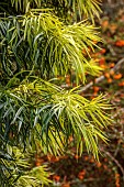TREBAH GARDEN, CORNWALL, APRIL, YELLOW LEAVES, FOLIAGE OF PODOCARPUS HENKELII, HENKELS YELLOWWOOD, JAPANESE YEW, TREES