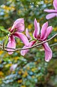 TREBAH GARDEN, CORNWALL: MARCH, SPRING, PINK FLOWERS, BLOOMS, BLOSSOM OF MAGNOLIA CAERHAYS SURPRISE, TREES