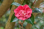 TREBAH GARDEN, CORNWALL, APRIL, PINK FLO0WERS OF CAMELLIA JAPONICA R.L. WHEELER, SHRUBS