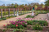 ASHBY MANOR HOUSE, NORTHAMPTONSHIRE, APRIL, THE WALLED GARDEN, TULIPS IN BEDS, CUTTING GARDEN, WALLS