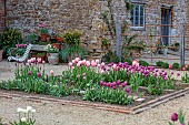 ASHBY MANOR HOUSE, NORTHAMPTONSHIRE, APRIL, THE WALLED GARDEN, TULIPS IN BEDS, CUTTING GARDEN