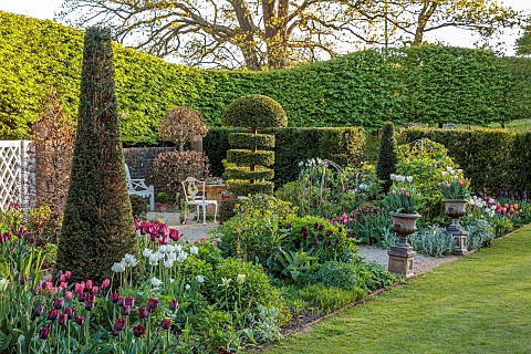 THE_OLD_RECTORY_WARBLETON_EAST_SUSSEX_APRIL_BORDER_BY_LAWN_CLIPPED_YEW_TOPIARY_TULIPS_LIBRESTAR_RONA