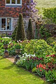 THE OLD RECTORY WARBLETON, EAST SUSSEX, APRIL, BORDER BY LAWN, CLIPPED YEW TOPIARY, TULIPS, WISTERIA, STONE CONTAINERS