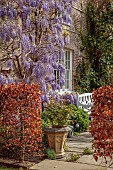 THE OLD RECTORY WARBLETON, EAST SUSSEX, APRIL, WISTERIA ON HOUSE, PATIO, WHITE BENCH, BEECH HEDGES, HEDGING