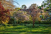 THE OLD RECTORY WARBLETON, EAST SUSSEX, APRIL, MEADOW, BLOSSOM OF MALUS FLORIBUNDA, BARK OF ACER GRISEUM, TREES, MEADOW