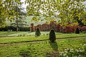 THE OLD RECTORY WARBLETON, EAST SUSSEX, APRIL, LAWN, CLIPPED TOPIARY YEW, BEECH HEDGES, HEDGING, DAFFODILS, NARCISSUS, BORROWED LANDSCAPE