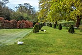 THE OLD RECTORY WARBLETON, EAST SUSSEX, APRIL, LAWN, CLIPPED TOPIARY YEW, BEECH HEDGES, HEDGING, DAFFODILS, NARCISSUS, BORROWED LANDSCAPE