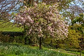 THE OLD RECTORY WARBLETON, EAST SUSSEX, APRIL, PINK, WHITE FLOWERS, BLOOMS OF MALUS FLORIBUNDA, JAPANESE CRAB APPLES, TREES