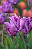 THE OLD RECTORY WARBLETON, EAST SUSSEX, APRIL, PINK FLOWERS, BLOOMS OF TULIP BLUE PARROT, BULBS