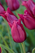 THE OLD RECTORY WARBLETON, EAST SUSSEX, APRIL RED, PINK FLOWERS, BLOOMS OF TULIP MERLOT, BULBS
