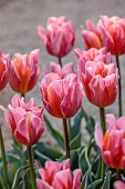 THE OLD RECTORY WARBLETON, EAST SUSSEX, APRIL ORANGE, PINK FLOWERS, BLOOMS OF TULIP PRETTY PRINCESS, BULBS