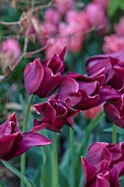 THE OLD RECTORY WARBLETON, EAST SUSSEX, APRIL, PINK FLOWERS, BLOOMS OF TULIP MERLOT, BULBS