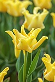 APRIL, YELLOW FLOWERS, BLOOMS OF TULIP YELLOW CROWN, BULBS