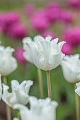 APRIL, WHITE FLOWERS, BLOOMS OF TULIP WHITE LIBERSTAR, BULBS