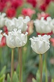 APRIL, WHITE FLOWERS, BLOOMS OF TULIP WHITE LIBERSTAR, BULBS