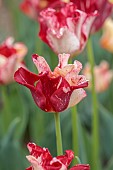 APRIL, WHITE, RED FLOWERS, BLOOMS OF TULIP STRIPED CROWN, BULBS