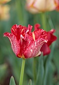 APRIL, WHITE, RED FLOWERS, BLOOMS OF TULIP STRIPED CROWN, BULBS